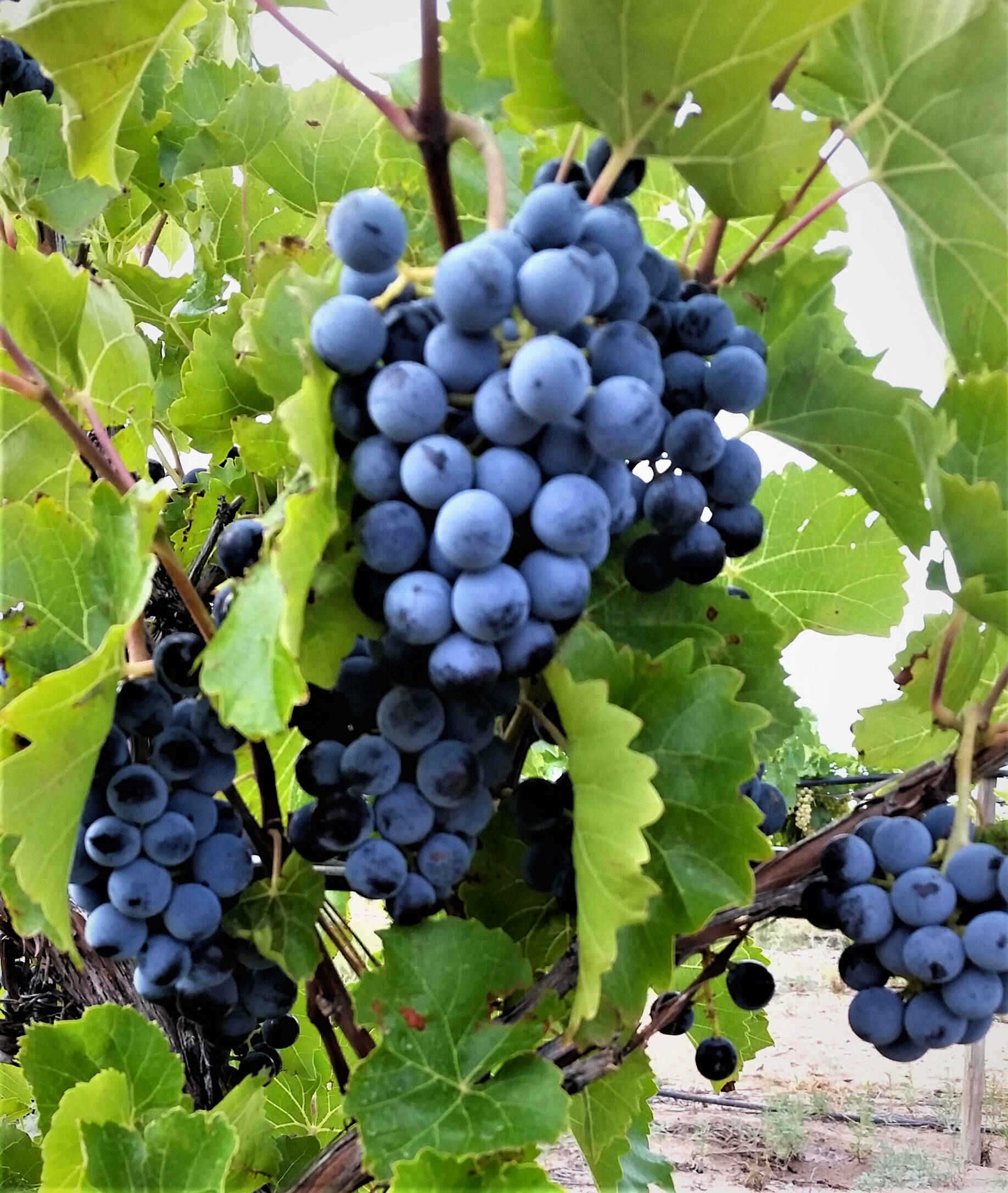 Chavez Brothers Vineyard 1