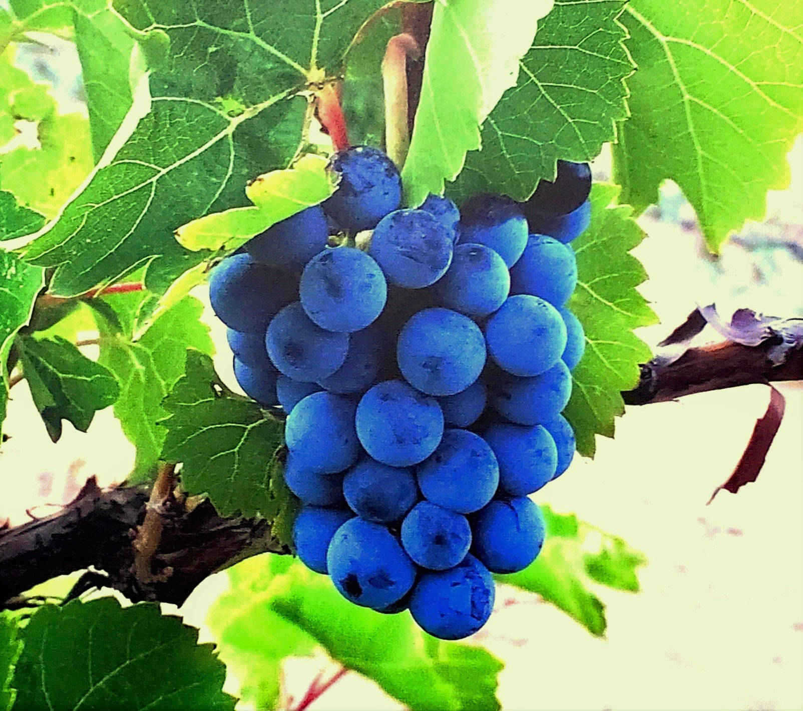 Chavez Brothers Vineyard 3