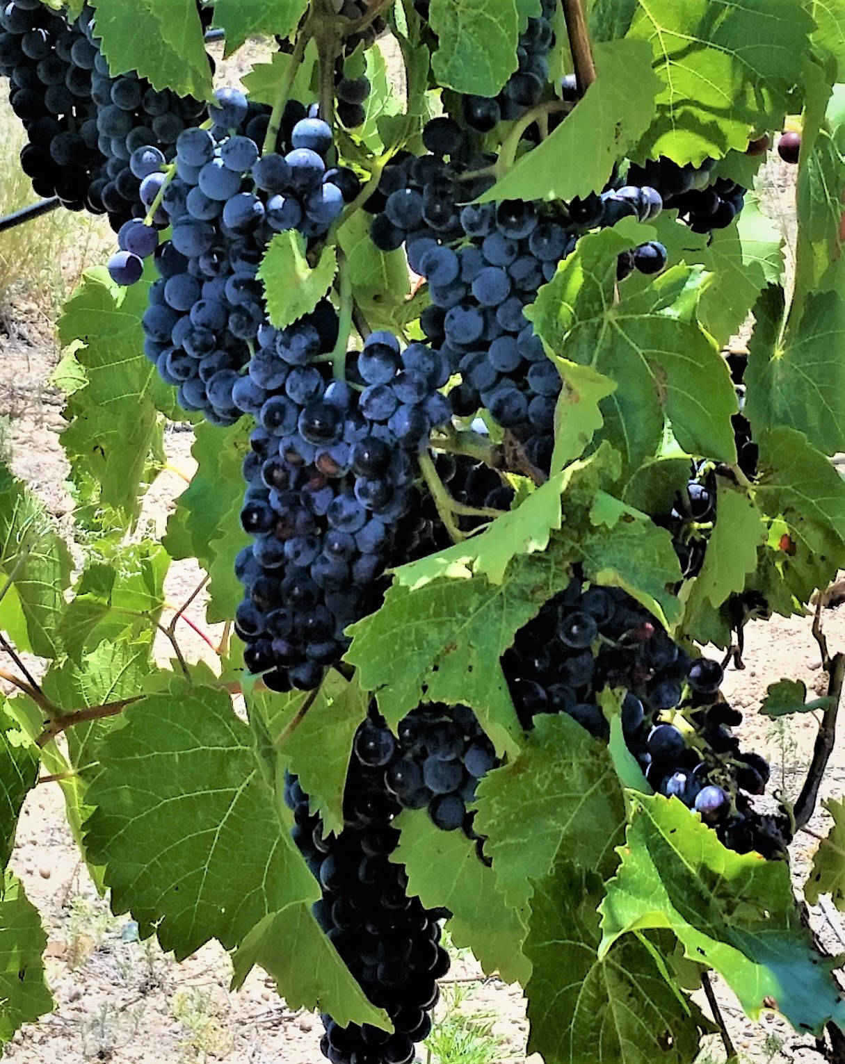 Chavez Brothers Vineyard 5