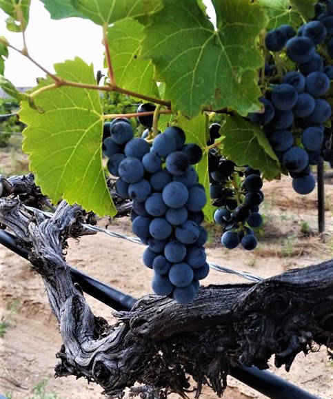 Chavez Brothers Vineyard 7