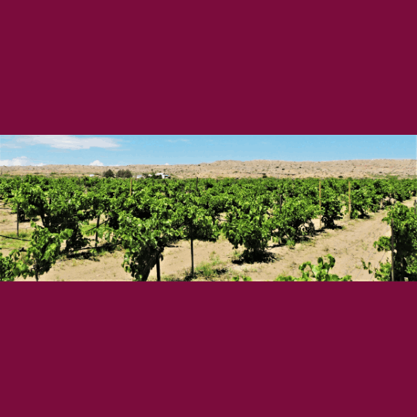 Chavez Brothers Vineyard 16