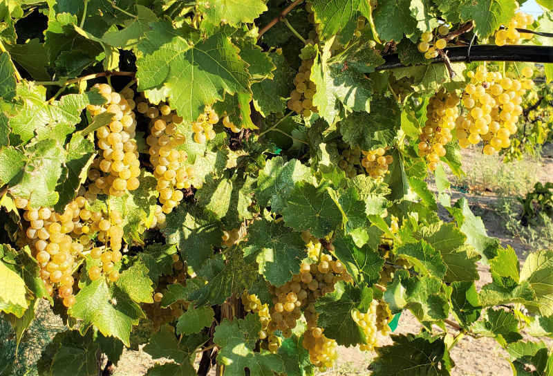 Chavez Brothers Vineyard 9