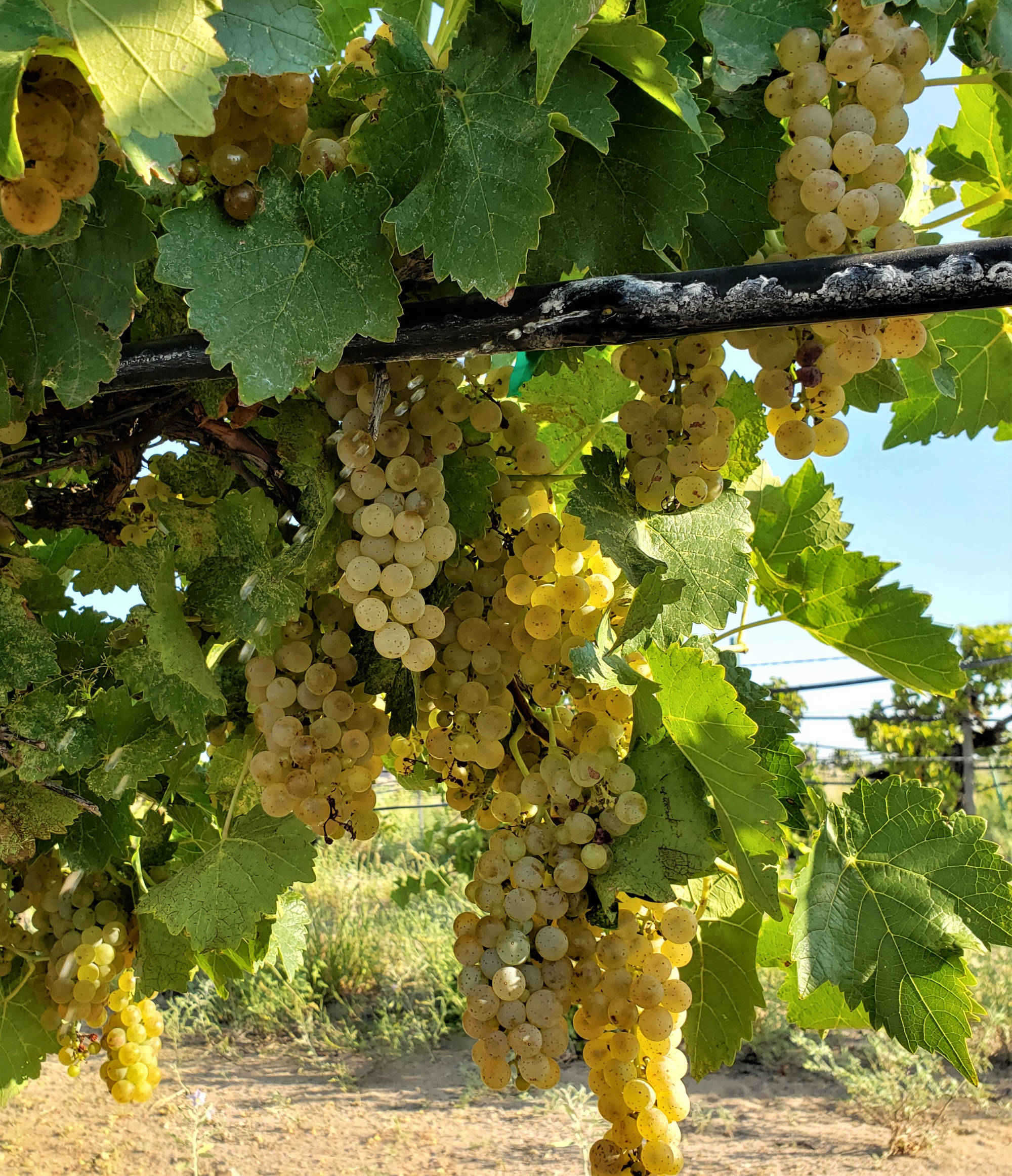 Chavez Brothers Vineyard 12