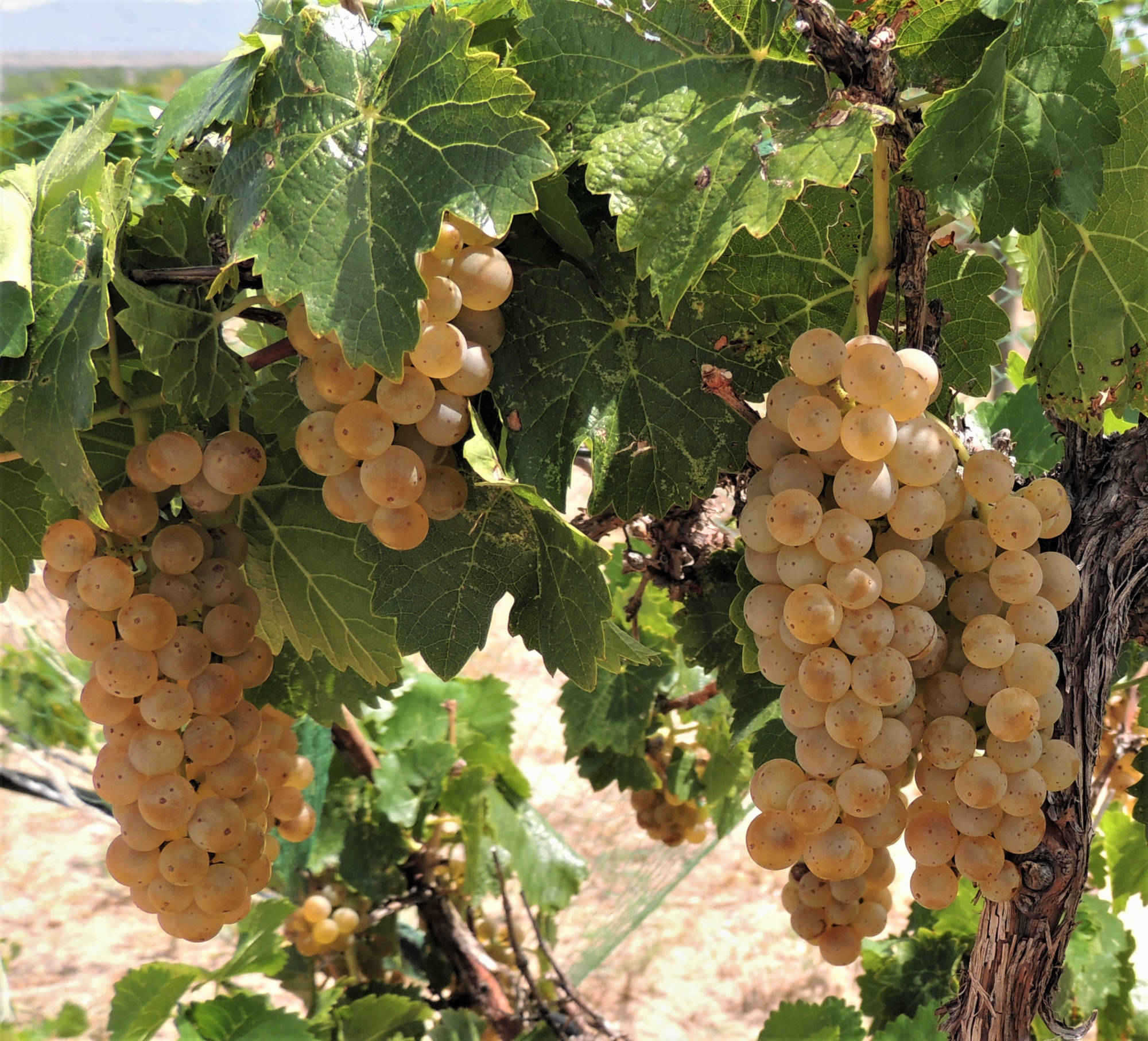 Chavez Brothers Vineyard 13