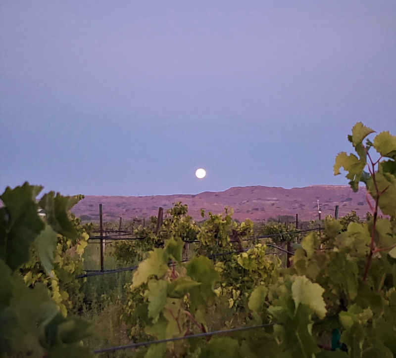 Chavez Brothers Vineyard 16