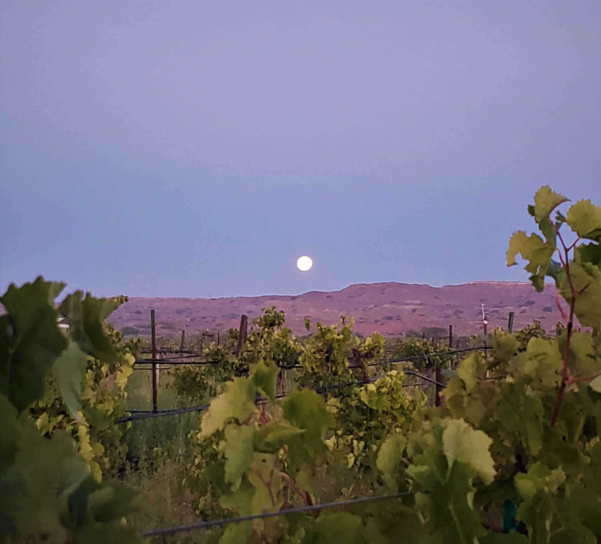 Chavez Brothers Vineyard 16